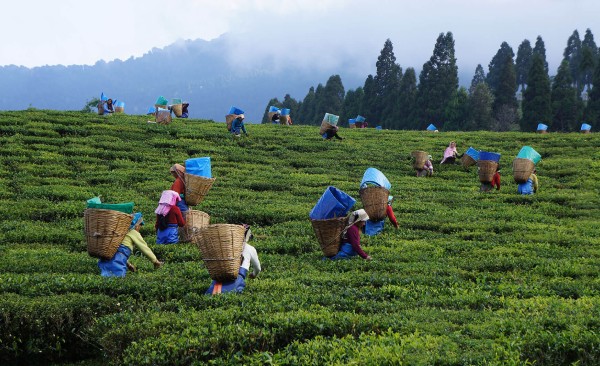 Tea and Tourism Festival (Ooty)