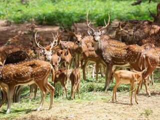 deer-park-ooty-india-tourism-history