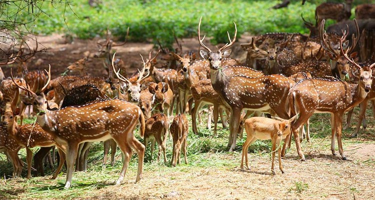 Deer Park (Ooty)
